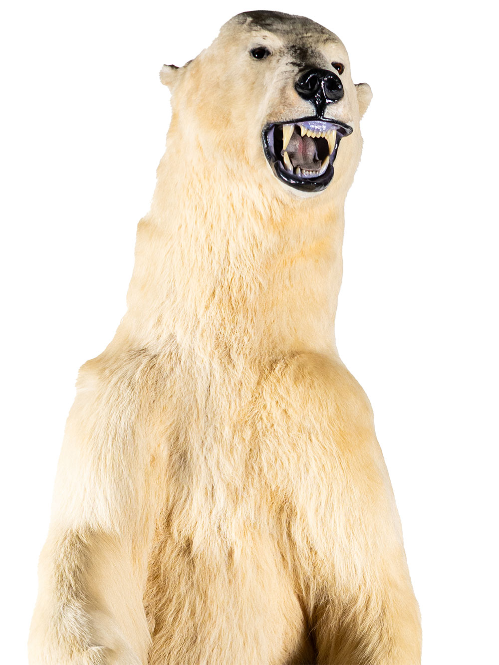 “Martimus” polar bear